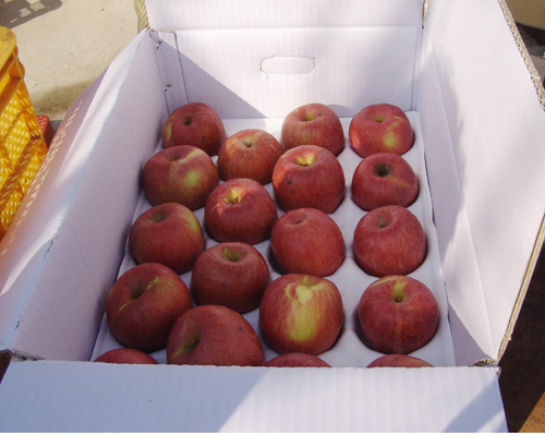 행복한 사과 10kg 부사(후지)못난이  행복한사과(30~40과)
